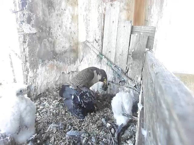 birdcam_9-5-2021-7-18.jpg