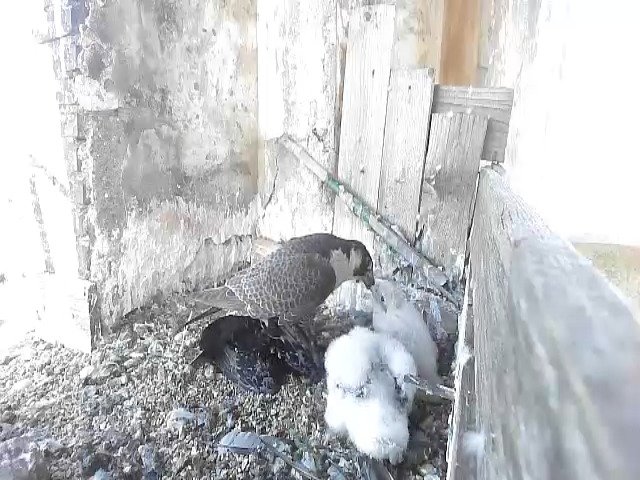 birdcam_9-5-2021-7-18 (1).jpg