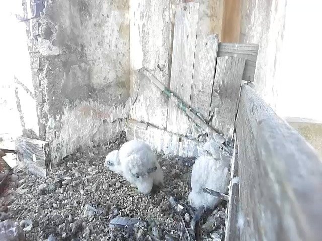 birdcam_9-5-2021-7-17.jpg