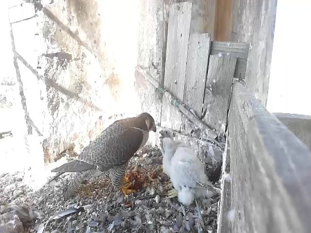 birdcam_9-5-2021-8-15.jpg