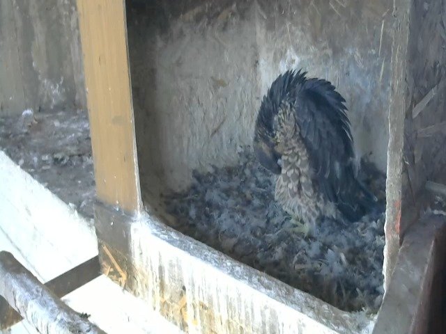 birdcam_9-5-2021-9-16.jpg