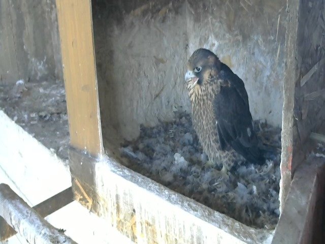 birdcam_9-5-2021-10-28.jpg