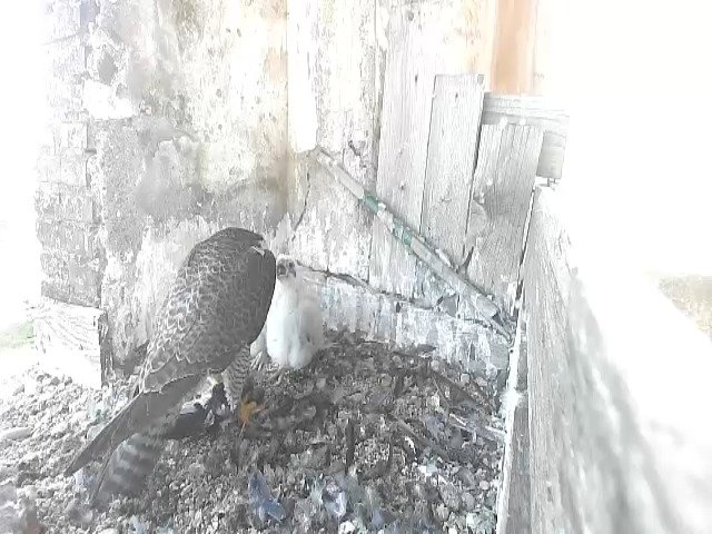 birdcam_9-5-2021-17-30.jpg