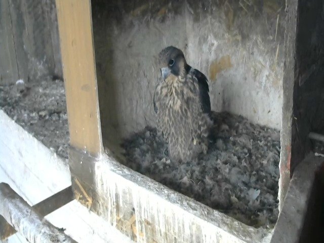 birdcam_9-5-2021-17-35.jpg