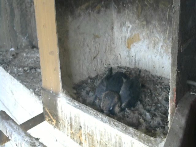 birdcam_9-5-2021-17-38.jpg