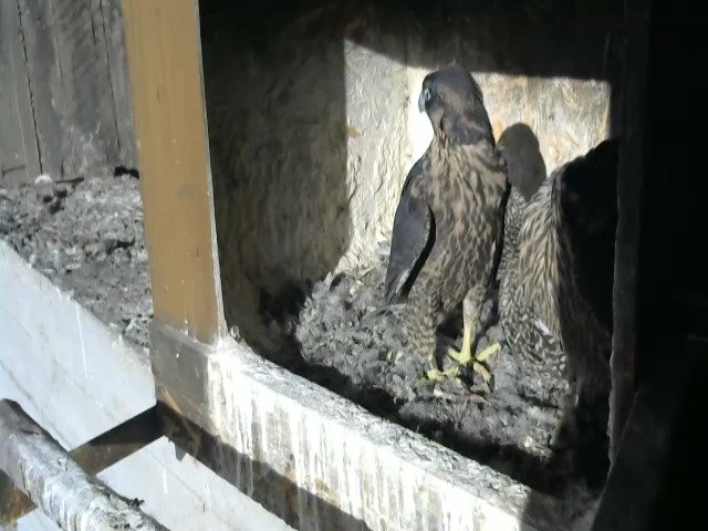 birdcam_9-5-2021-18-31.jpg