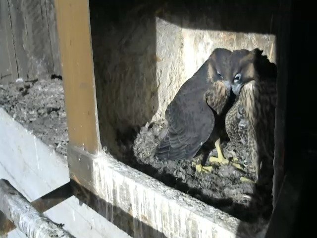 birdcam_9-5-2021-18-34.jpg