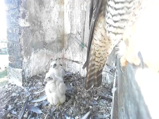 birdcam_9-5-2021-18-39.jpg