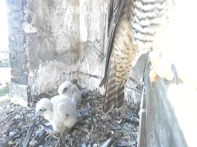 birdcam_9-5-2021-18-39 (1).jpg