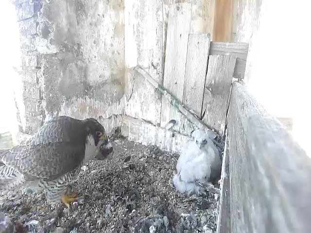 birdcam_10-5-2021-6-58.jpg