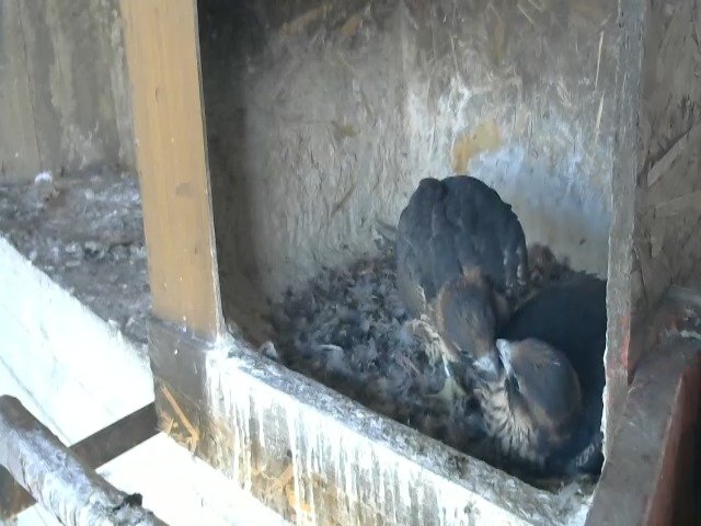 birdcam_10-5-2021-7-0.jpg