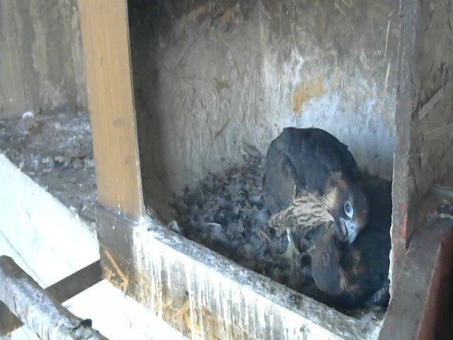 birdcam_10-5-2021-7-0 (1).jpg