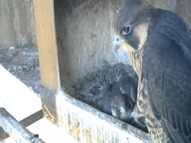 birdcam_10-5-2021-7-56.jpg