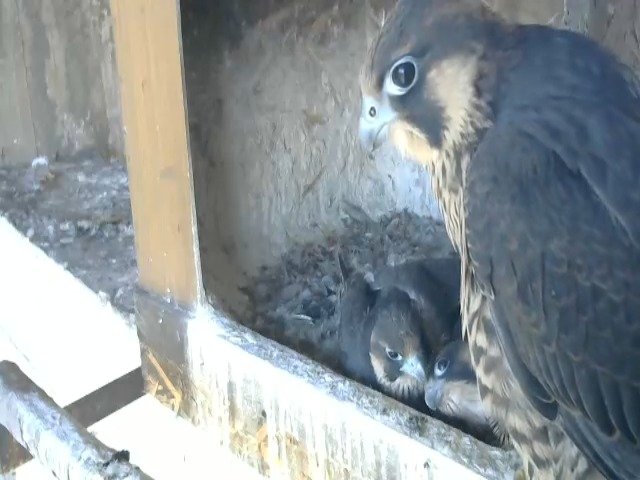 birdcam_10-5-2021-7-55.jpg