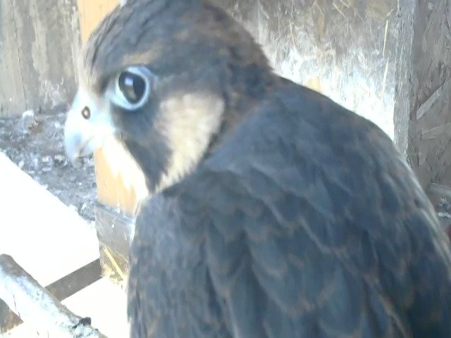 birdcam_10-5-2021-7-54.jpg