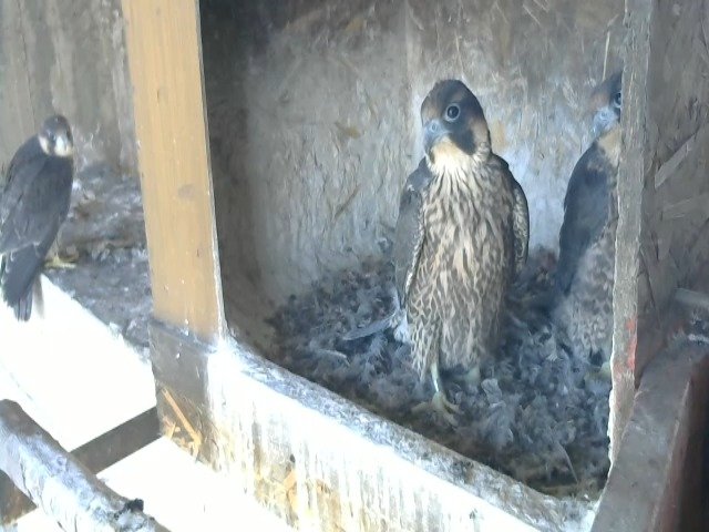 birdcam_10-5-2021-8-1.jpg