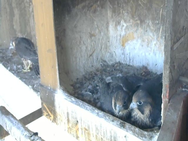 birdcam_10-5-2021-7-59.jpg