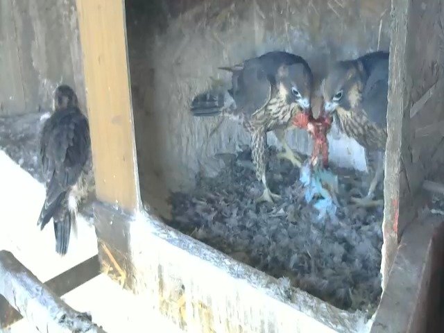 birdcam_10-5-2021-8-31 (1).jpg