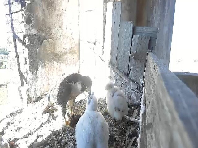 birdcam_10-5-2021-9-16.jpg