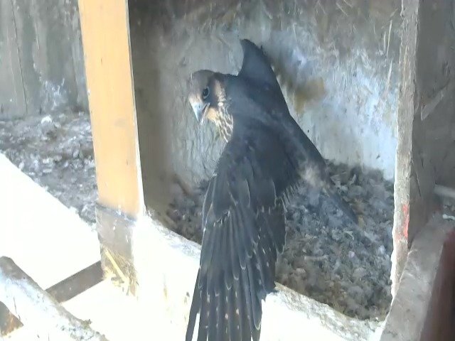 birdcam_10-5-2021-14-54.jpg