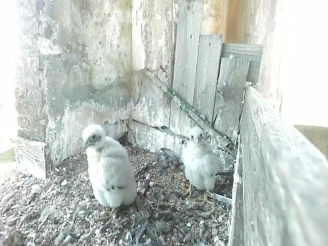 birdcam_10-5-2021-15-45.jpg