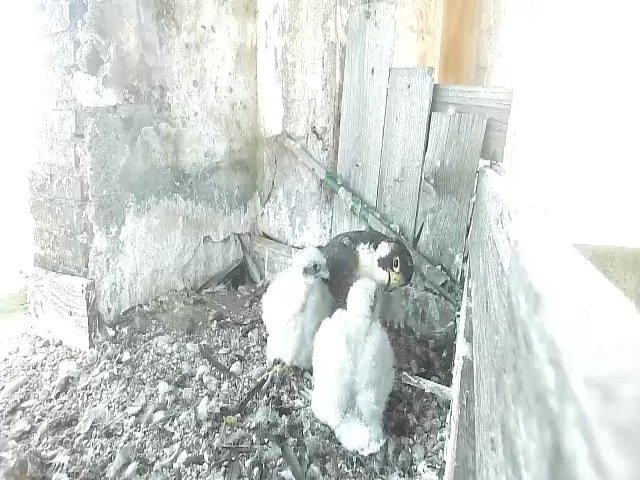 birdcam_10-5-2021-16-23 (1).jpg