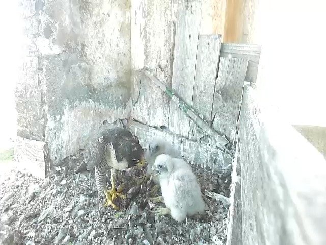 birdcam_10-5-2021-16-22.jpg