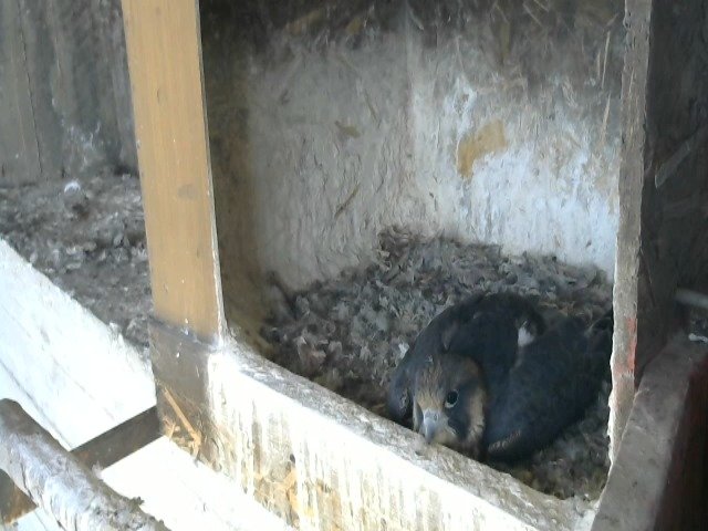 birdcam_10-5-2021-16-30.jpg