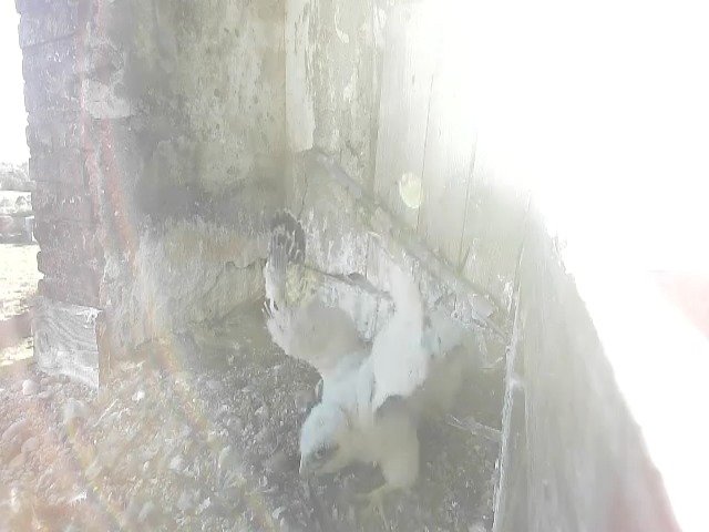 birdcam_10-5-2021-18-35.jpg