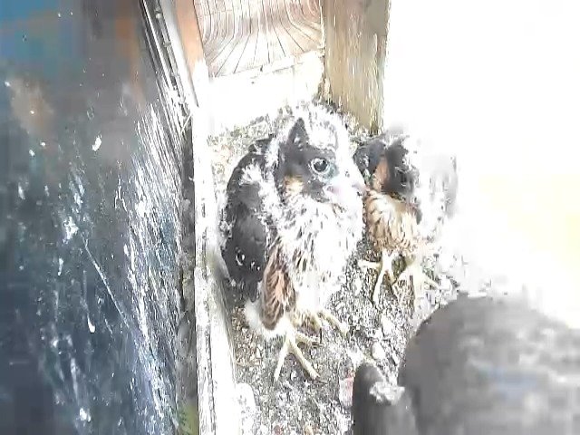 birdcam_11-5-2021-6-48 (1).jpg