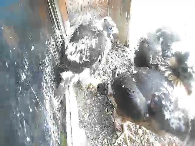 birdcam_11-5-2021-6-43.jpg