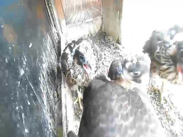 birdcam_11-5-2021-6-43 (1).jpg