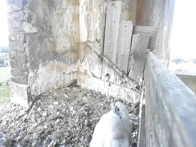 birdcam_11-5-2021-7-12.jpg