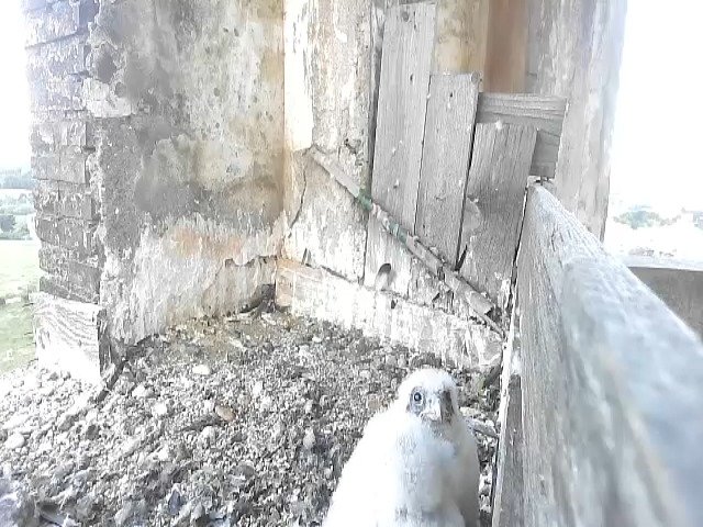 birdcam_11-5-2021-7-6.jpg