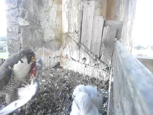 birdcam_11-5-2021-7-17.jpg