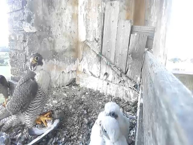 birdcam_11-5-2021-7-17 (1).jpg