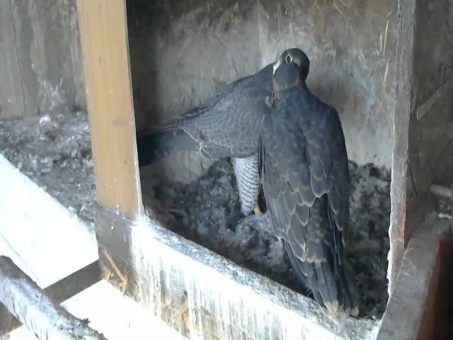 birdcam_11-5-2021-7-22.jpg