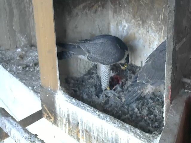 birdcam_11-5-2021-7-25 (1).jpg