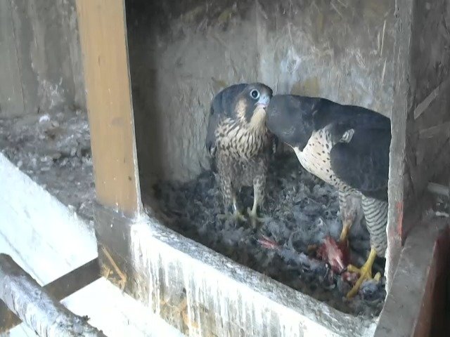 birdcam_11-5-2021-7-35 (1).jpg