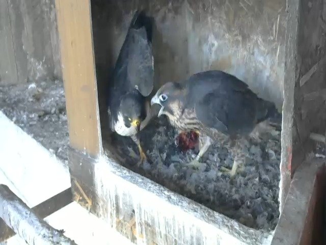 birdcam_11-5-2021-7-30.jpg