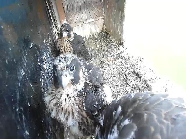 birdcam_11-5-2021-7-44.jpg