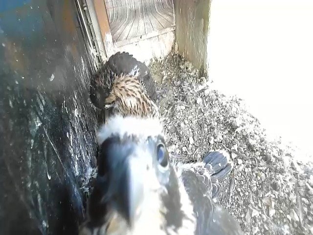 birdcam_11-5-2021-8-37.jpg