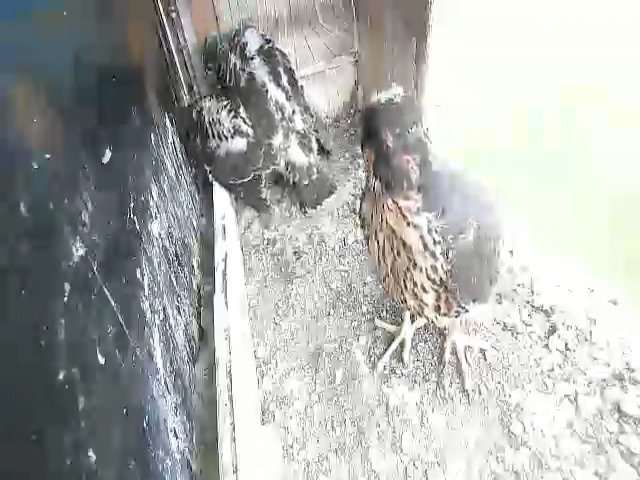 birdcam_11-5-2021-15-34.jpg