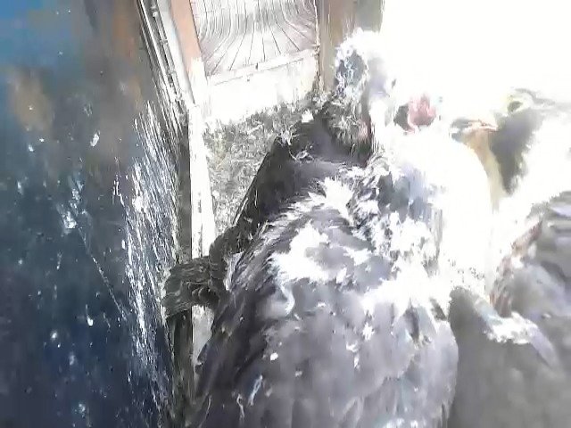 birdcam_11-5-2021-16-54.jpg