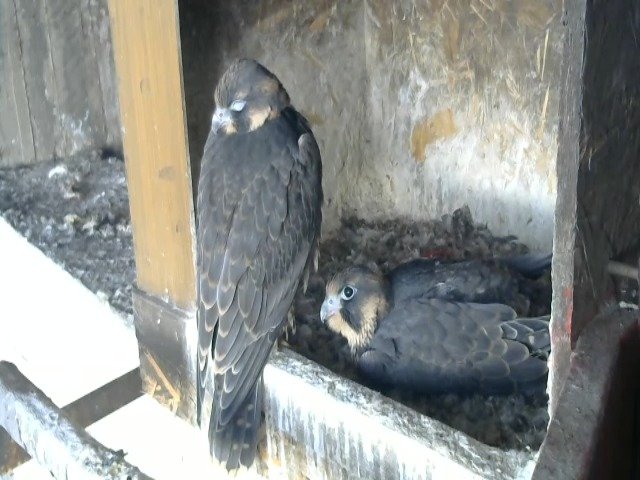 birdcam_11-5-2021-18-47.jpg