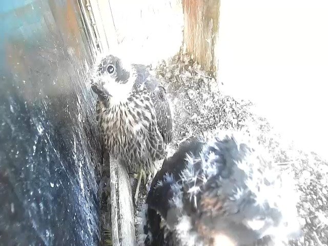 birdcam_12-5-2021-6-42.jpg