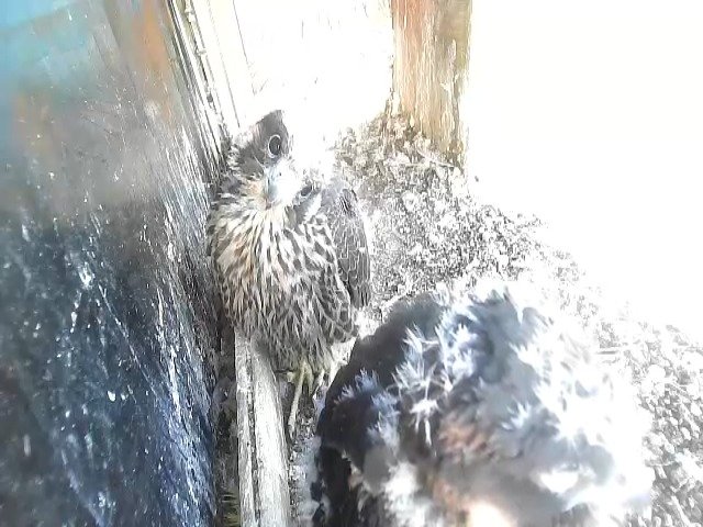 birdcam_12-5-2021-6-42 (1).jpg