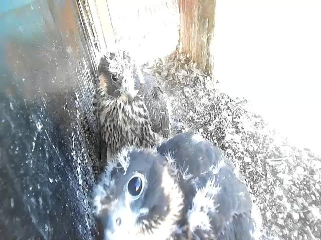 birdcam_12-5-2021-6-44.jpg