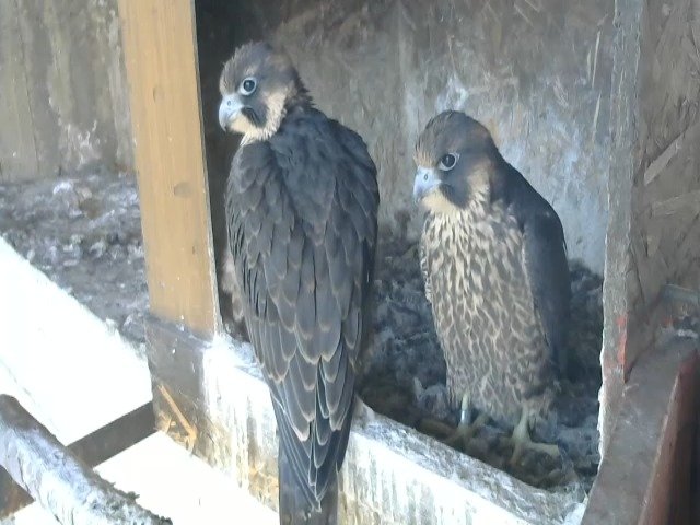 birdcam_12-5-2021-7-18.jpg