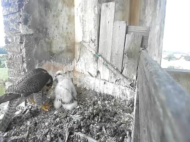 birdcam_12-5-2021-7-55.jpg